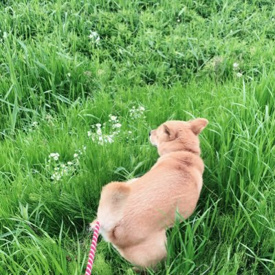 yakitorikuite's profile picture. ESP/Fender/DTM/ZRX400