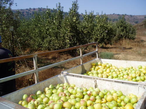Leket Israel, the country's largest food bank and leading food rescue network, is dedicated to eliminating hunger amongst all Israel's needy.