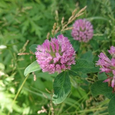 speed_jp's profile picture. 