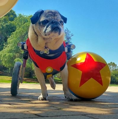 I'm @the_dotty ♿instagram Pug! I love fries 🍟& I'm an advocate for dogs with disabilities & humans with mental health issues. Click the link & follow me on IG!