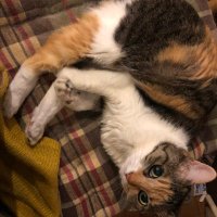 アキ Aki (@superbakisan) 's Twitter Profile