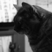 sternbard (@sternbard) Twitter profile photo
