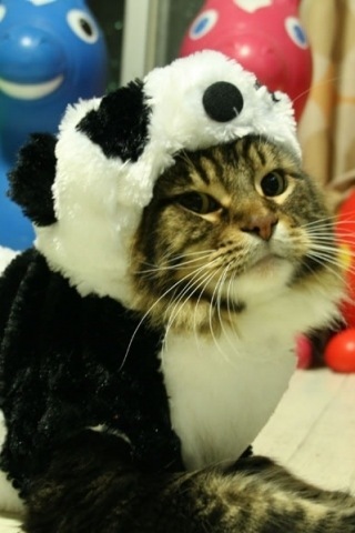 lovcha's profile picture. 주저리주저리