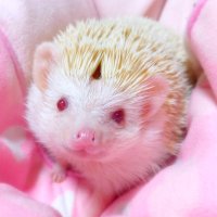 るみねこ (@55minto) 's Twitter Profile Photo るみねこ (@55minto) 's Twitter Profile Photo