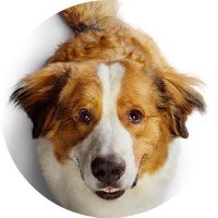 ベいりー@ (@baily_homedog) 's Twitter Profile