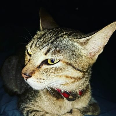 dematerajerry's profile picture. Teacher | Futsal Coach | Volleyball Fan | Animal Lover | Musician |