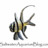 Aquariumblogcom's profile image