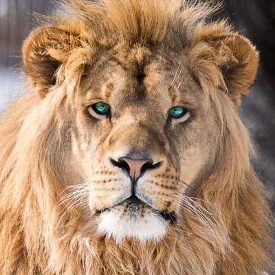 29_fevrier twitter avatar