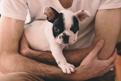 Fun facts about French Bulldogs!