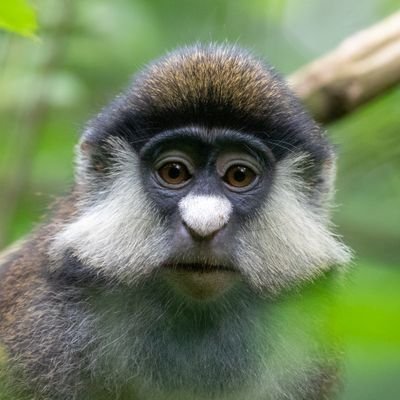 Conservation biology lecturer @MarwellWildlife & @UniSouthampton. UK wildlife and African primate behavioural ecology, especially cercopithecine monkeys.