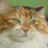 girasol44247939's profile picture. Animalista al 100000%,sono qui x loro, odio tutte le forme di violenza, voglio aiutare con tutto il cuore i miei piccoli grandi amici!#iostocondaniza #stopyulin