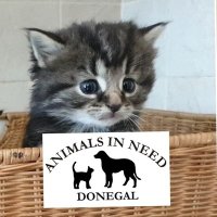 ANIMALS IN NEED (@animalsinneedie) 's Twitter Profile