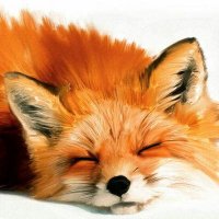 Roxanne Wilde (@roxannewilde) 's Twitter Profile