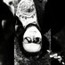 aldo (@patonoise) Twitter profile photo aldo (@patonoise) Twitter profile photo