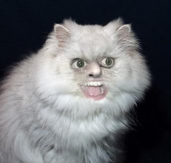 KittyManComedy's profile picture. 