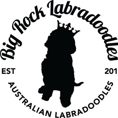 Big Rock Labradoodles, home to 'The Big Rock Advantage', is your premier holistic & natural-rearing breeder of Australian Labradoodles in Southern Alberta, CAN