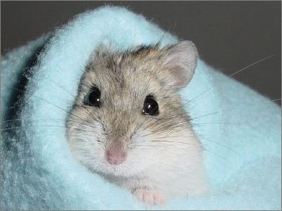 wenkoh's profile picture. 