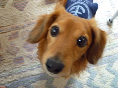 nekosukerurueve's profile picture. 可愛いワンコたちと暮らしています。最近、フラダンスをはじめました。ネイルサロンで、手と足のお手入れをするのが、私の楽しみです、。