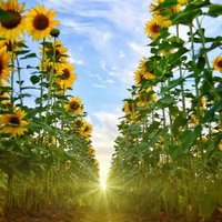 ,محبة الجنة (@xoy79a5c8qyn3wh) 's Twitter Profile