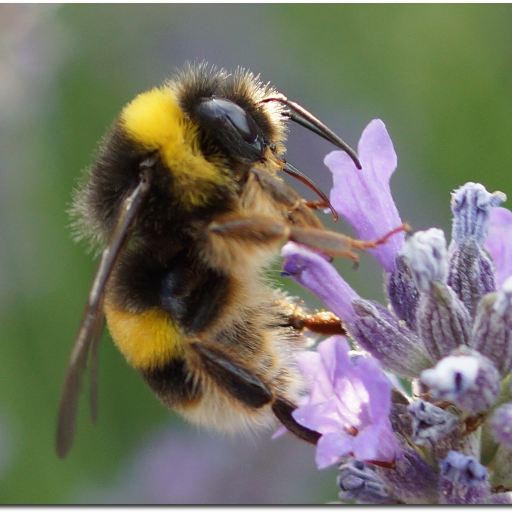 for #bumblebees and other #insects , Professor of #microbiology & molecular biology, own opinion, own pic/ films, otherwise marked