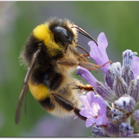 Save the Bumblebee (@savebumblebee) 's Twitter Profile