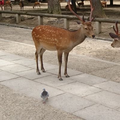 ウエスさんのプロフィール画像