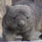 the wombat