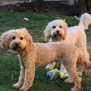 Ammo20410383's profile picture. my dogs are better then yours;)