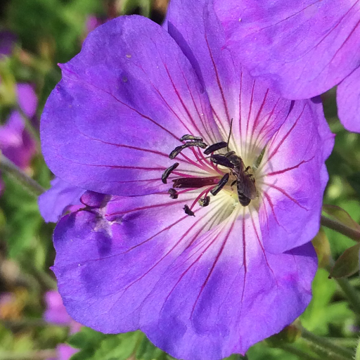 Plants for bees: passionate, eco-friendly specialist plant nursery and research centre for pollinator-friendly plants #plantsforbees