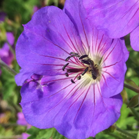 rosybee plants (@rosybeeplants) 's Twitter Profile