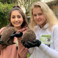 Hedgehogfriendlytown(@Hedgehogfriend3) 's Twitter Profile Photo