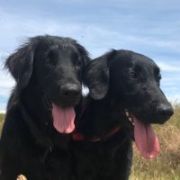 Matt Ravenscroft (@surg4shoulders) 's Twitter Profile