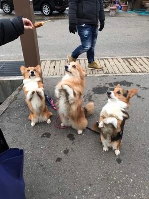 kojirouikka's profile picture. 小次郎一家