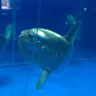 らい マンボウ ポケモントレーナー それはブルームサンシャインエクストラ不可避ですねw