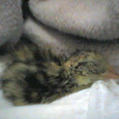 NBakibu's profile picture. ・5706
・ウズラー＆野鳥好き。
・子も中学生、横山光輝先生のおかげですっかり中国史に嵌まっています。
宜しくお願いします。