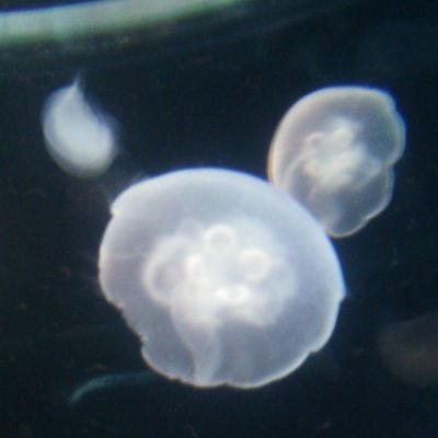 polocoly's profile picture. OSK日本歌劇団のことばかり→OSKとナゴヤ座の反復横跳び