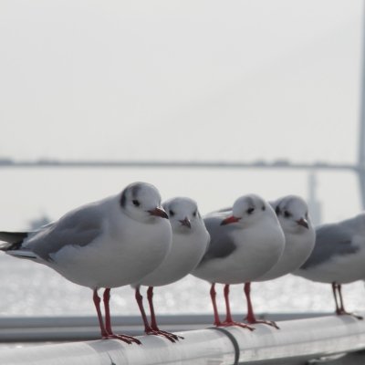 【居】神戸 【糧】映像関連のソフトウェア開発 【オフ】カメラもって旅します。【食】火鍋、エイヒレ炙り焼き(一味マヨ)を愛す【光】Olafur Eliasson