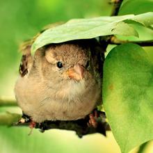 Daisy_assembler's profile picture. 