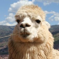 Ben de Hullu (@benhullu) 's Twitter Profile
