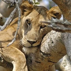 Check out our over 150 #Trips and #Safaris to Africa. Get best prices on #trips to Kenya, Tanzania, Uganda, Rwanda, Zanzibar,  Malawi and Congo (DRC)