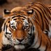 Tigre Dourado (@tigredourado1) Twitter profile photo Tigre Dourado (@tigredourado1) Twitter profile photo