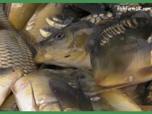 SupaCarp's profile picture. Fish Farm UK. Home of the Staffordshire Supa Carp! Our farm is near Lichfield, West Midlands.Carp Photography and Videos in HD on our website.