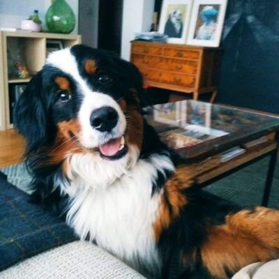 OnlyVela's profile picture. Ex DoD & CoD4 player.
3 EPS @ESL