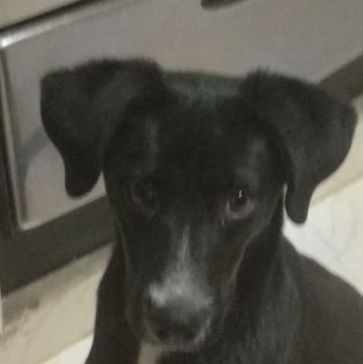 Developer-Adm.Database|Apasionado por la tecnología|Amante de los retos y el aprendizaje|Fan de la naturaleza|Todo lo puedo en Cristo que me fortalece-Fil 4:13