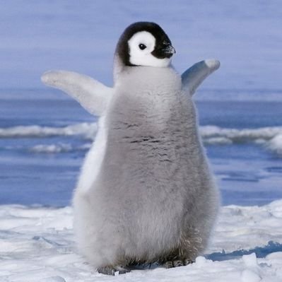 PenguinDins (@PenguinDins)