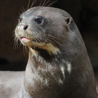 Otter (quit, contact links in bio) (@happyotter9) 's Twitter Profile
