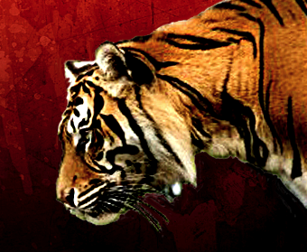 CombativeCorner's profile picture. Mind-blowingly awesome martial art articles, quotes, links & interviews. Join us! It's Where Students, Fans and Fighters Gather!  Founded by @ChenCenter