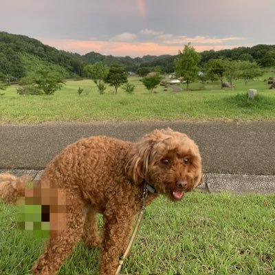 vKpyJPEzYBRoHdn's profile picture. 三匹で共同生活 仕事場も三匹でお出迎え 福島県在住です。