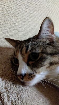 好きなモノ:中島みゆき,山口百恵,山崎ハコ,中森明菜,さだまさし,猫,萩尾望都,大和和紀,花(草月流師範),料理,酒全般