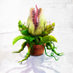 Little Shop of Horrors (@littleshopnyc) Twitter profile photo